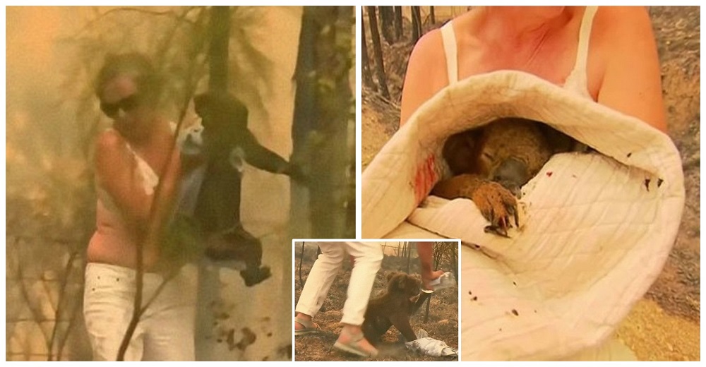 Graban a una heroína quitándose la blusa para salvar un koala desgarrado de dolor por el fuego Graban a una heroína quitándose la blusa para salvar un koala desgarrado de dolor por el fuego
