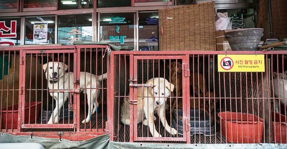 Valiente alcalde logra que una ciudad se declare libre de mataderos de perros tras años de lucha Valiente alcalde logra que una ciudad se declare libre de mataderos de perros tras años de lucha