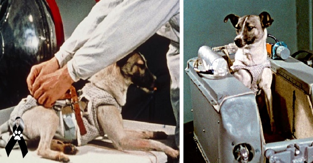 Laika, la perrita callejera que fue enviada al espacio para que muriera sola Laika, la perrita callejera que fue enviada al espacio para que muriera sola
