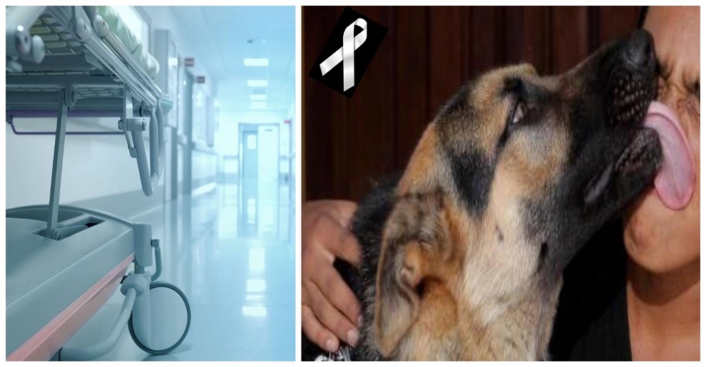 El dictamen médico de la muerte de un hombre sano tras ser lamido por su perro causa polémica El dictamen médico de la muerte de un hombre sano tras ser lamido por su perro causa polémica