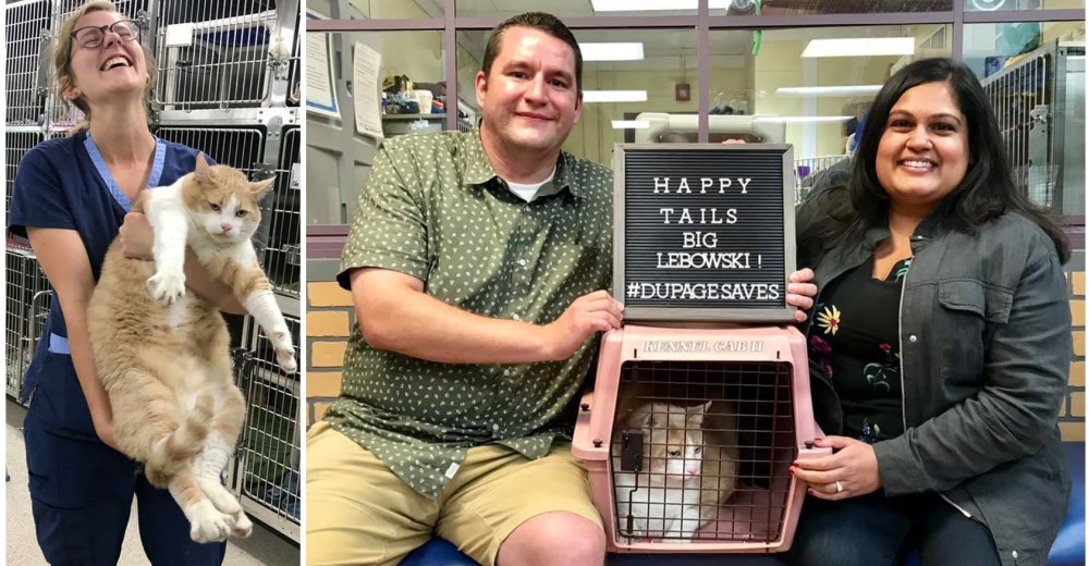 Lebowski, el legandario gato de 13 kilos que llegó al refugio consigue una familia muy amorosa