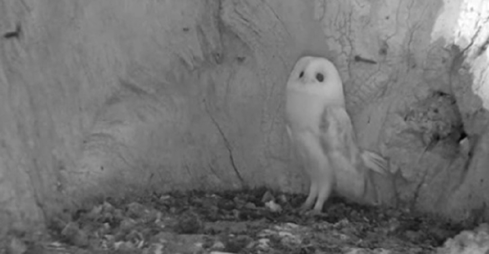 La reacción de una bebé lechuza al descubrir el aterrador sonido de un trueno por primera vez La reacción de una bebé lechuza al descubrir el aterrador sonido de un trueno por primera vez