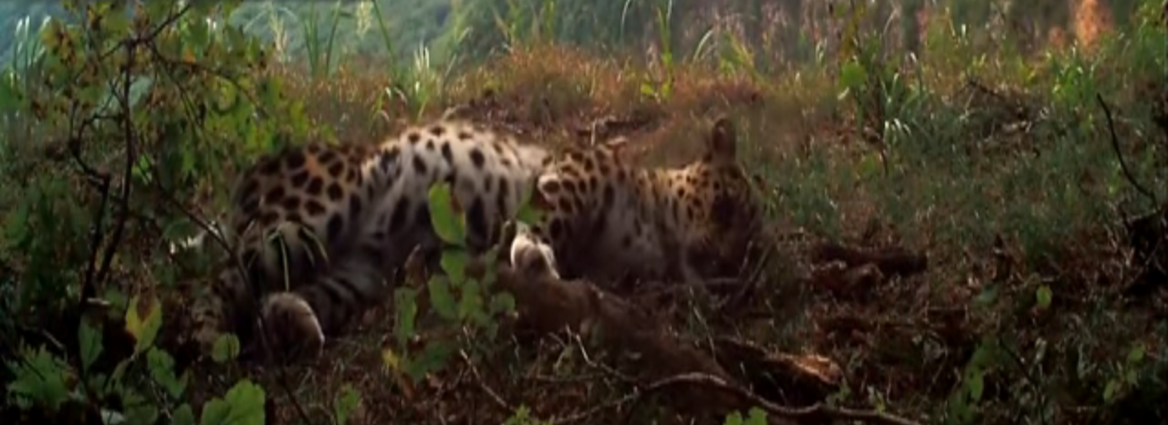 Graban al leopardo más raro del mundo jugando y ronroneando como un gatito Graban al leopardo más raro del mundo jugando y ronroneando como un gatito