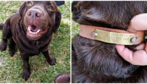 Un perrito llega de pronto sin ser invitado a una reunión familiar, hasta que leen su collar