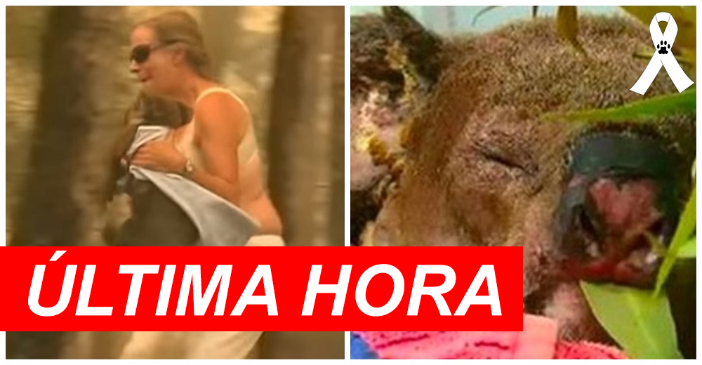 Muere el famoso koala rescatado de los incendios forestales gracias a la valentía de una mujer Muere el famoso koala rescatado de los incendios forestales gracias a la valentía de una mujer