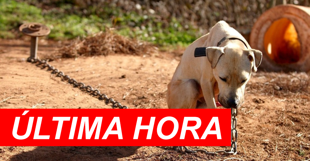 Victoria – Aprueban histórica ley para castigar la crueldad animal con prisión en todo el país Victoria – Aprueban histórica ley para castigar la crueldad animal con prisión en todo el país