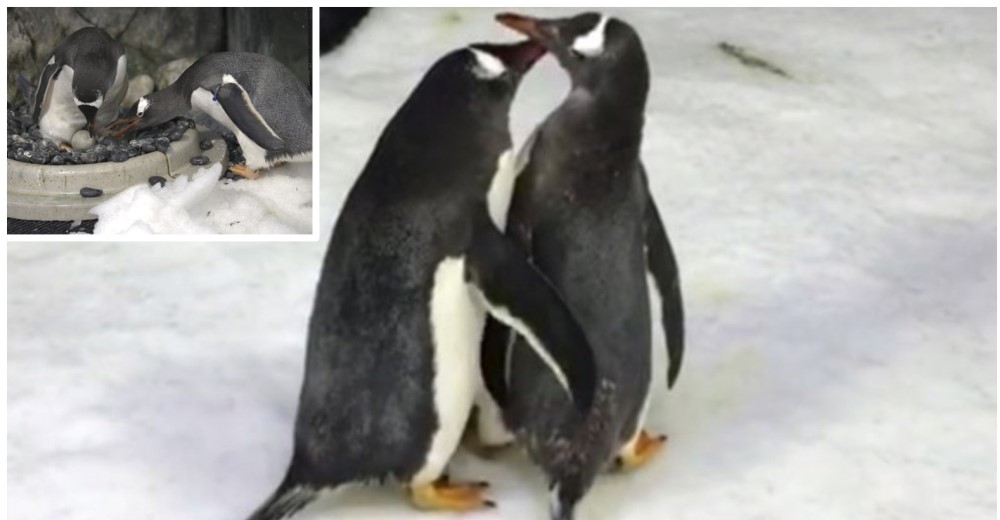 Pingüinos homosexuales esperan su segundo bebé tras incubar su primer huevo el año pasado