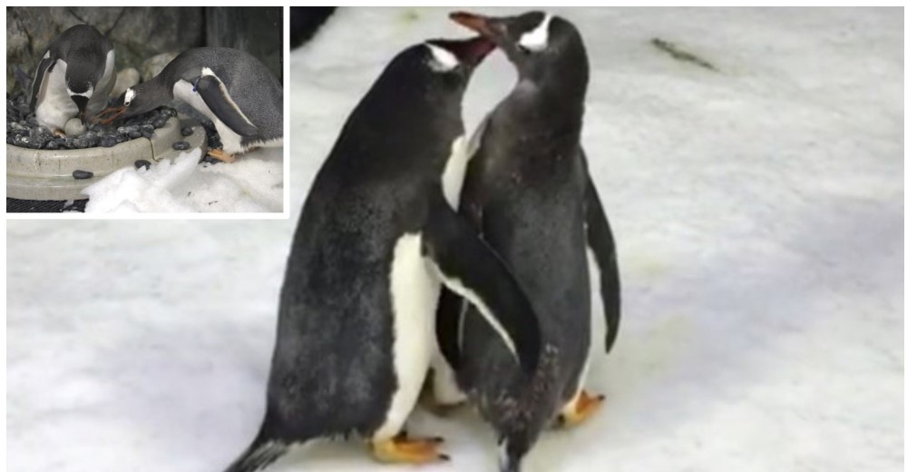 Pingüinos homosexuales esperan su segundo bebé tras incubar su primer huevo el año pasado Pingüinos homosexuales esperan su segundo bebé tras incubar su primer huevo el año pasado