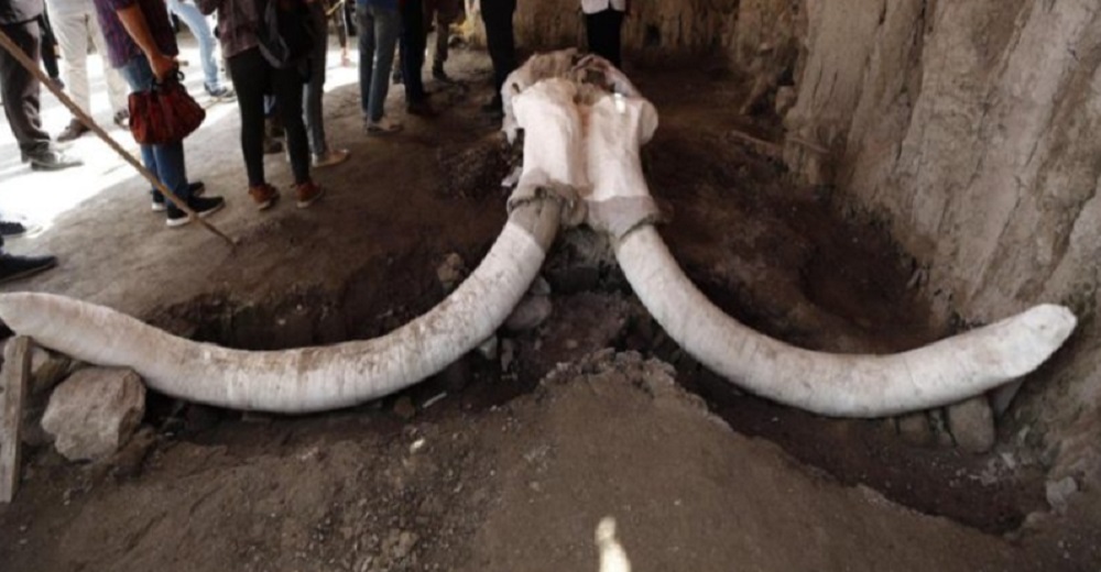 Encuentran restos de 14 mamuts en trampas de cazadores de hace 15.000 años