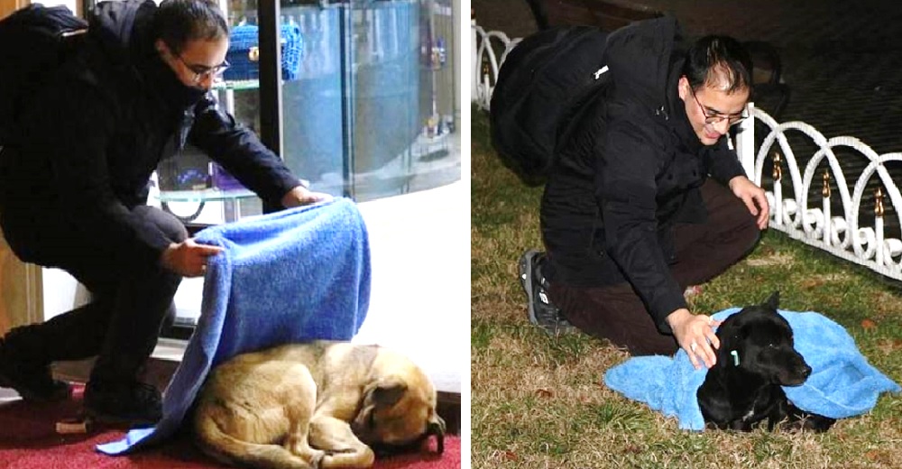 Un dentista pasa sus noches envolviendo con mantas a perritos callejeros durante el invierno Un dentista pasa sus noches envolviendo con mantas a perritos callejeros durante el invierno