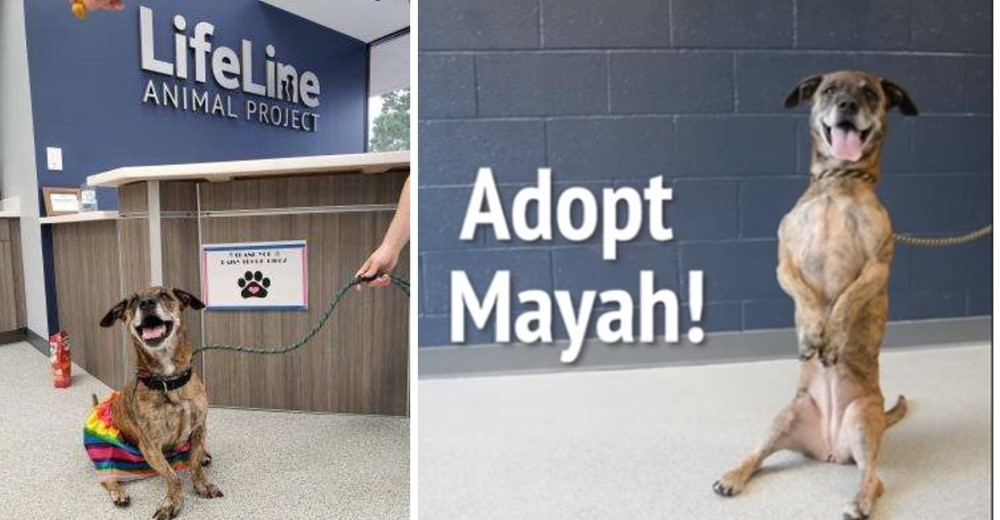 Refugio difunde el extraño y adorable talento de Mayah para ayudarla a conseguir su hogar soñado