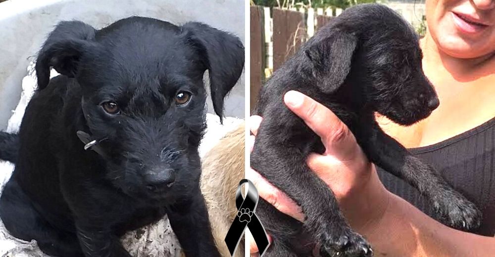 El corazón de una cachorrita de 18 meses no resistió más por culpa de los fuegos artificiales El corazón de una cachorrita de 18 meses no resistió más por culpa de los fuegos artificiales