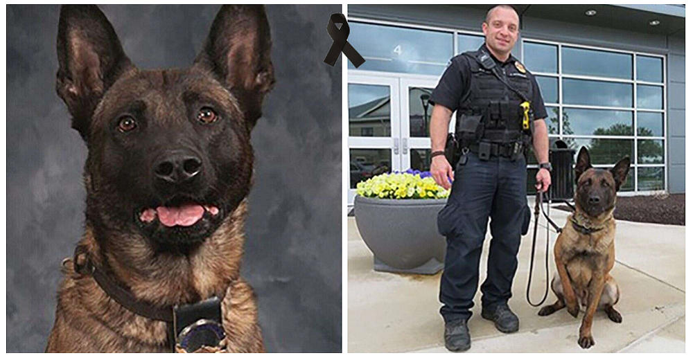 Un perro de la policía sacrifica su vida para salvar la de sus compañeros en una persecución Un perro de la policía sacrifica su vida para salvar la de sus compañeros en una persecución