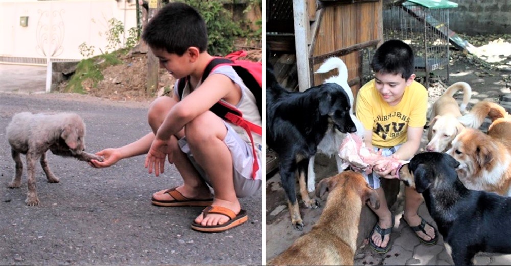 A los 9 años abre su propio refugio de animales tras usar su dinero para ayudarlos en la calle A los 9 años abre su propio refugio de animales tras usar su dinero para ayudarlos en la calle