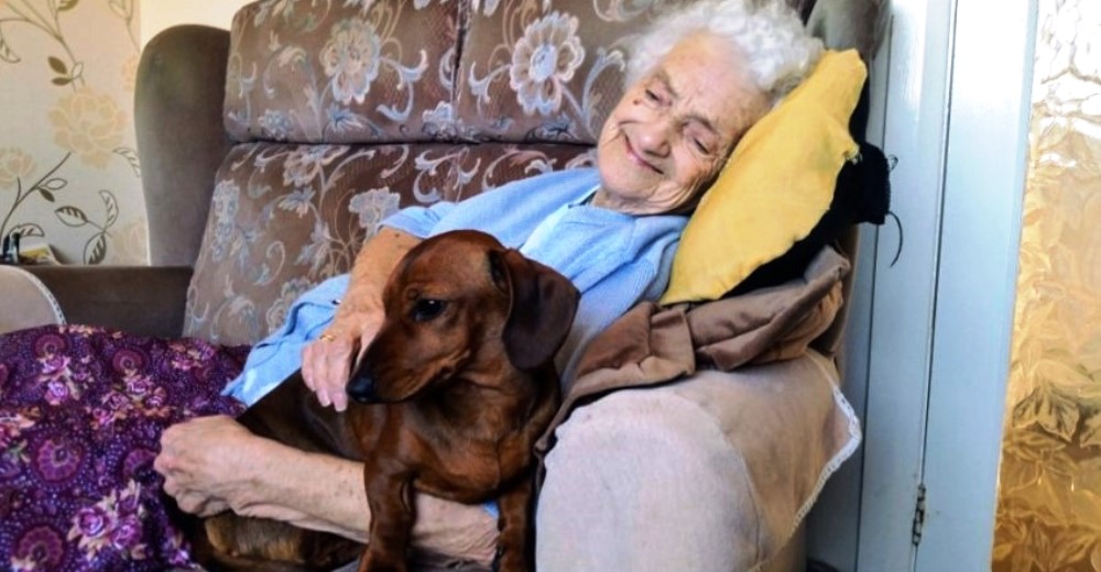 Adorable perrita llega al hogar como un «préstamo» e ilumina los días de la abuela con Alzheimer