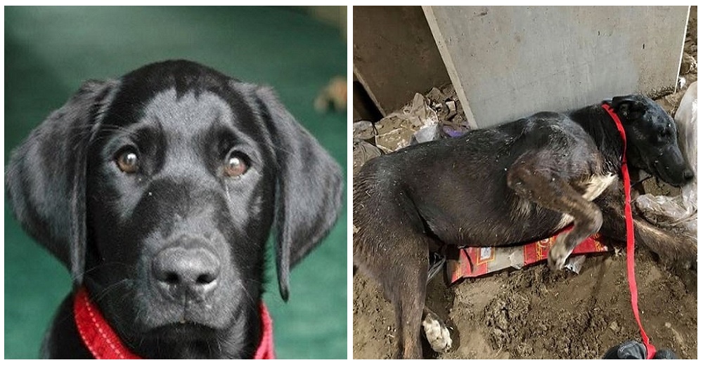 El drama de un perrito que fue hallado por un trabajador sanitario sepultado en un vertedero El drama de un perrito que fue hallado por un trabajador sanitario sepultado en un vertedero