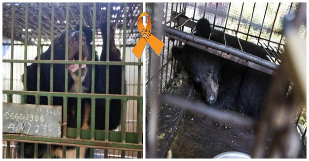 Encerrados, llenos de dolor y «ordeñados» por su bilis estos osos piden clemencia Encerrados, llenos de dolor y «ordeñados» por su bilis estos osos piden clemencia