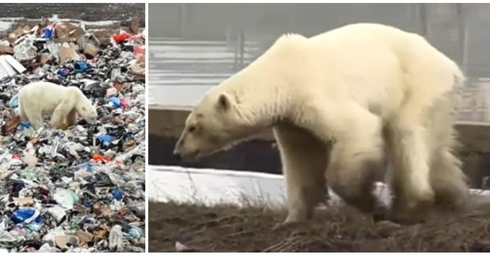 La tierna recuperación de la osa polar que se hizo viral por buscar comida entre la basura La tierna recuperación de la osa polar que se hizo viral por buscar comida entre la basura