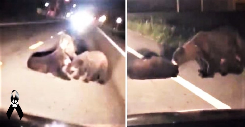 Graban a una desesperada mamá oso tratando de salvar a su bebé herido en plena carretera