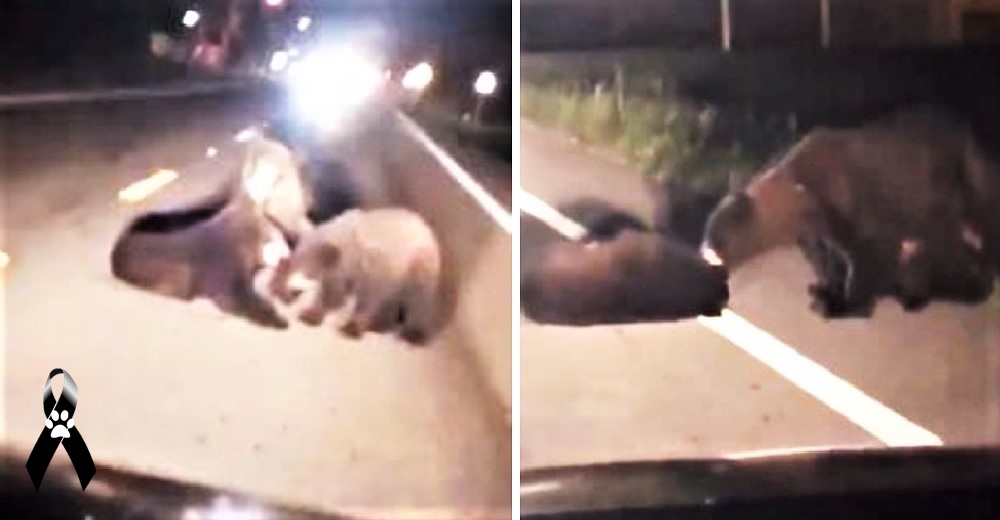 Graban a una desesperada mamá oso tratando de salvar a su bebé herido en plena carretera Graban a una desesperada mamá oso tratando de salvar a su bebé herido en plena carretera