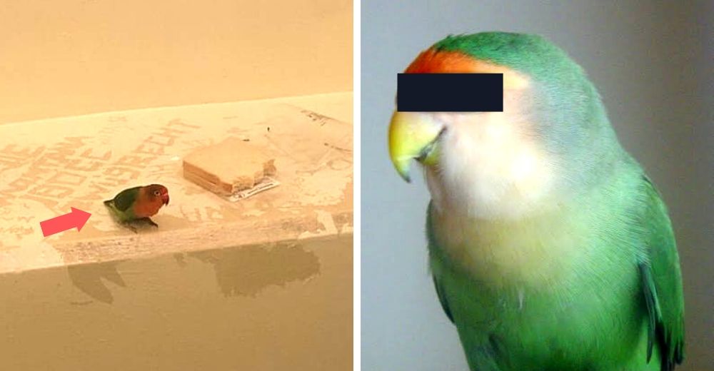 Un periquito se rehúsa a separarse de su humano y es encarcelado con pan y agua junto a él Un periquito se rehúsa a separarse de su humano y es encarcelado con pan y agua junto a él