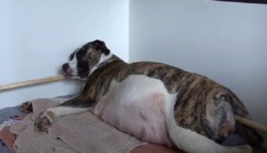 Diva, la perrita preñada que dejó a sus dueños atónitos con su parto excepcional