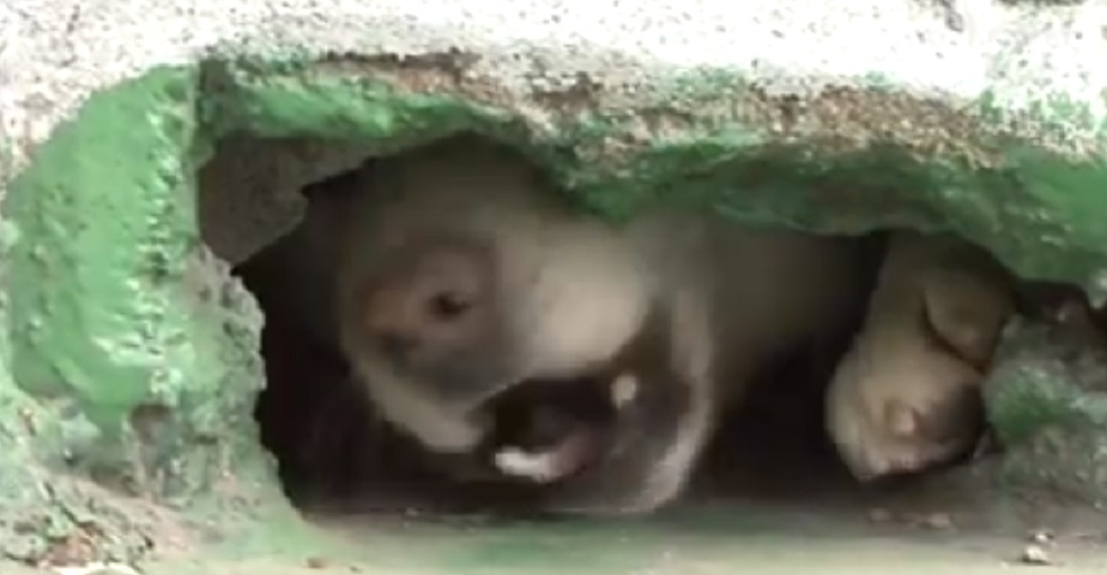 Agresiva perrita «atrapada» en un agujero no permitía que nadie la liberara, tenía sus razones Agresiva perrita «atrapada» en un agujero no permitía que nadie la liberara, tenía sus razones