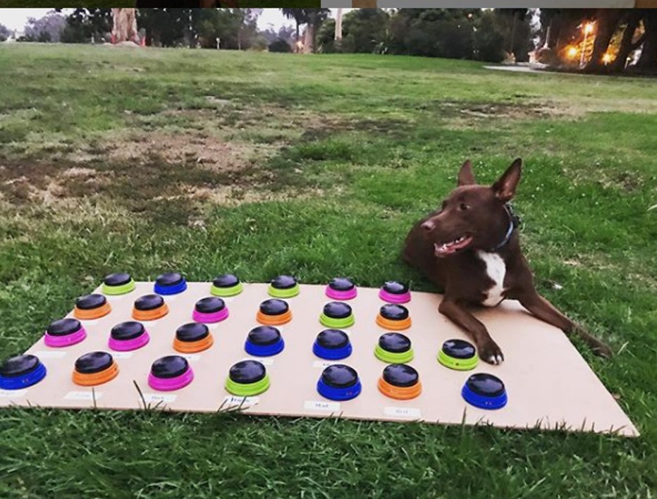 Aprende a comunicarse con su dueña usando una caja de resonancia personalizada para «hablar» Aprende a comunicarse con su dueña usando una caja de resonancia personalizada para «hablar»