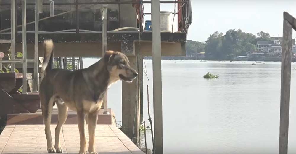 Un perrito espera día y noche en el muelle por sus dueños y aúlla tristemente a los barcos Un perrito espera día y noche en el muelle por sus dueños y aúlla tristemente a los barcos