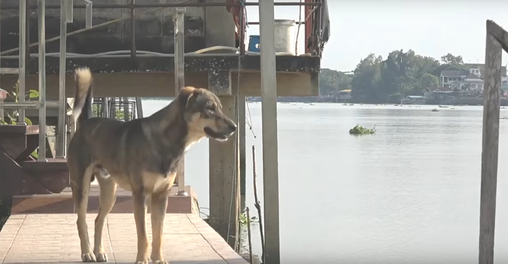 Un perrito espera día y noche en el muelle por sus dueños y aúlla tristemente a los barcos