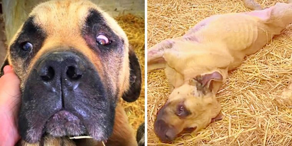 Fue rescatado de manos de un dueño cruel pero para su hermano perruno fue demasiado tarde Fue rescatado de manos de un dueño cruel pero para su hermano perruno fue demasiado tarde