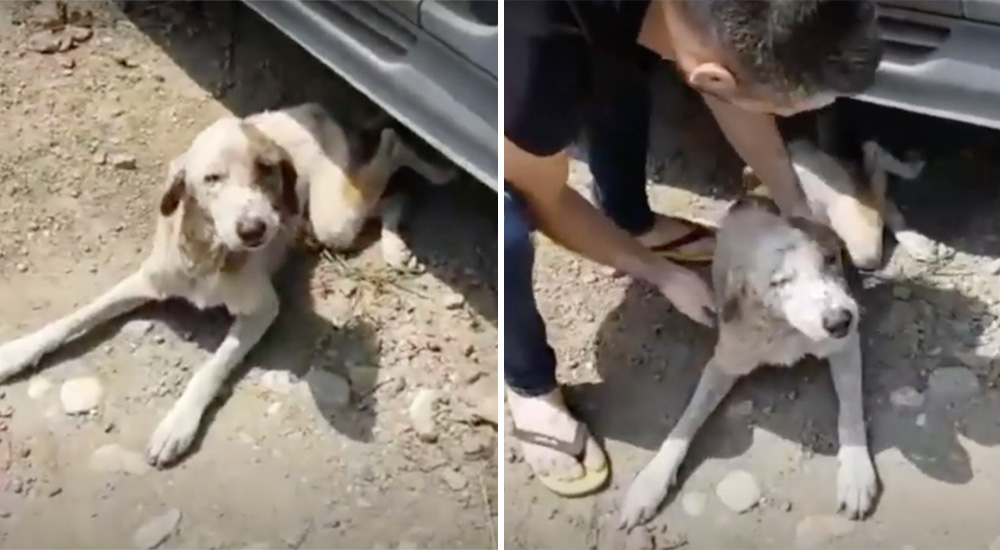 Abandonado y rechazado por todos por su mal olor, hasta que un hombre pobre decidió actuar Abandonado y rechazado por todos por su mal olor, hasta que un hombre pobre decidió actuar