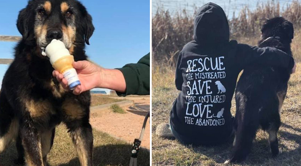 Luchan por ofrecerle amor y felicidad al perrito abandonado que fue diagnosticado con cáncer Luchan por ofrecerle amor y felicidad al perrito abandonado que fue diagnosticado con cáncer
