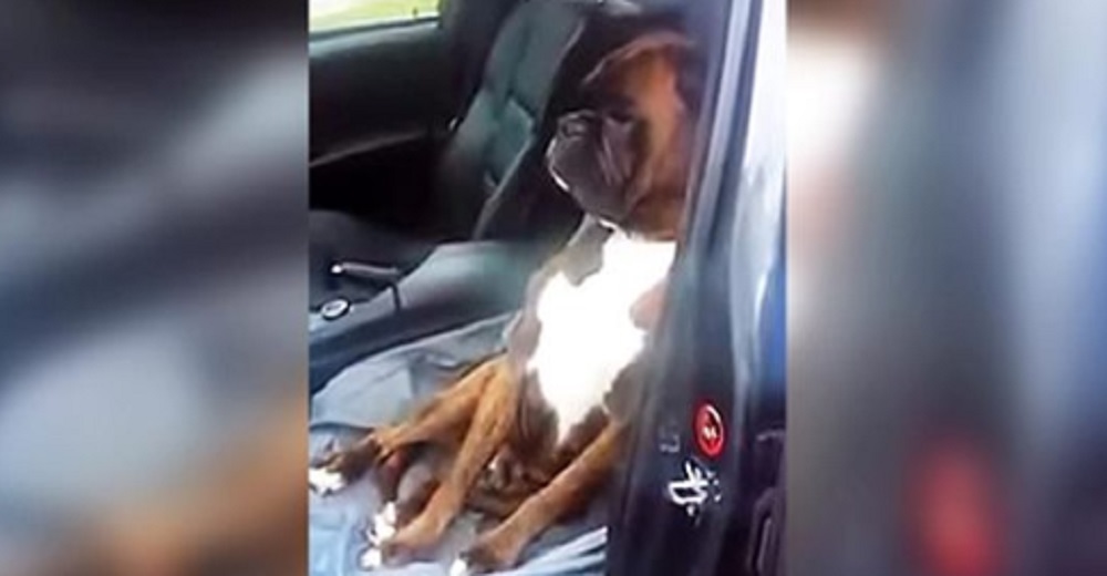 Perrito obligado a ir al veterinario no está dispuesto a perdonar a su dueño tan fácilmente Perrito obligado a ir al veterinario no está dispuesto a perdonar a su dueño tan fácilmente