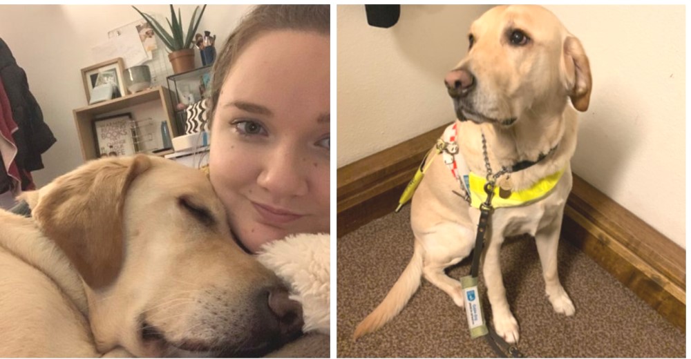 Un perrito guía deja a su dueña discapacitada en peligro por culpa de los fuegos artificiales Un perrito guía deja a su dueña discapacitada en peligro por culpa de los fuegos artificiales