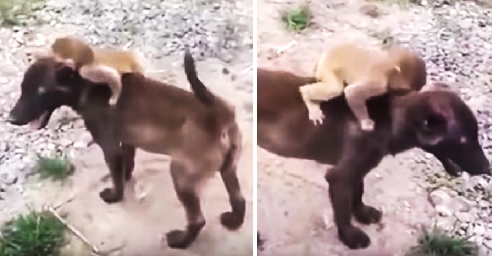 Separan a un mono bebé de su madre y un perrito de la calle no tarda en llegar para salvarlo Separan a un mono bebé de su madre y un perrito de la calle no tarda en llegar para salvarlo