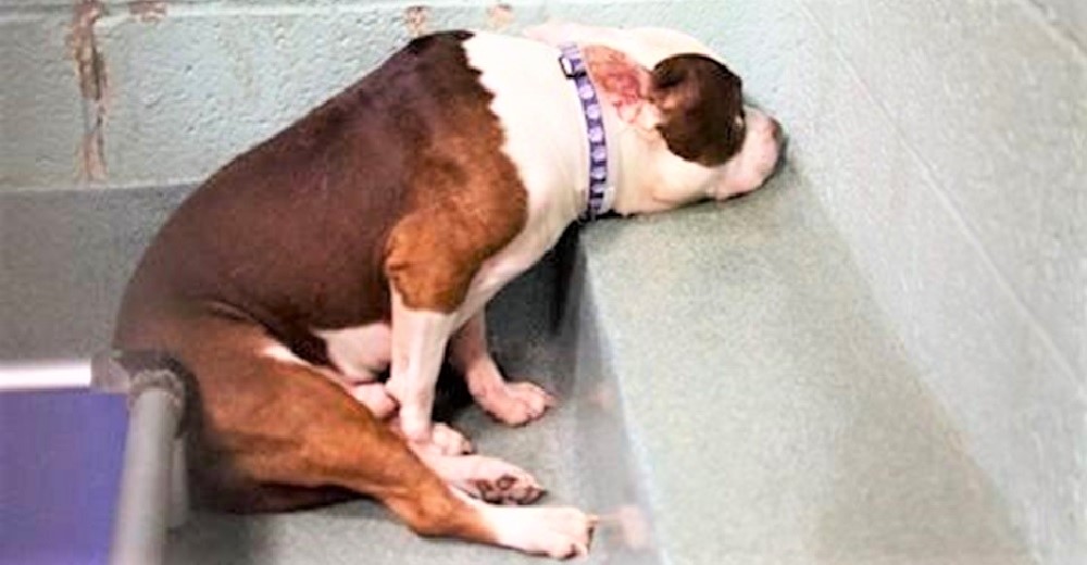 Perrito pasa triste en su esquina sin entender qué hizo mal para que lo dejaran en el refugio