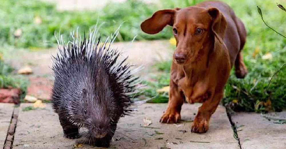 La madre de este puercoespín lo rechazó, pero encontró un perrito salchicha dispuesto a cuidarlo