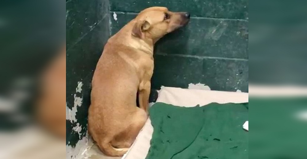Graban al aterrorizado perrito que fue abandonado en el refugio porque escarbaba en la basura Graban al aterrorizado perrito que fue abandonado en el refugio porque escarbaba en la basura