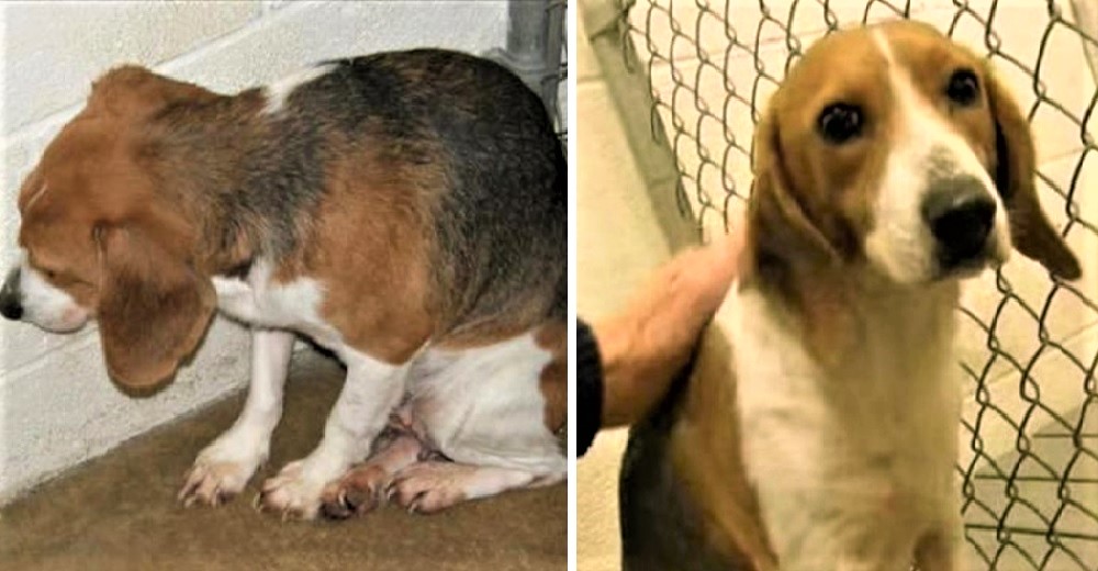 La pobre perrita no quería volver a ver un humano pero él supo que debía darle una nueva vida La pobre perrita no quería volver a ver un humano pero él supo que debía darle una nueva vida