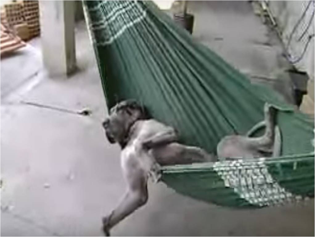 Regresa del trabajo y encuentra a su Gran Danés en la siesta más profunda en el mejor lugar Regresa del trabajo y encuentra a su Gran Danés en la siesta más profunda en el mejor lugar
