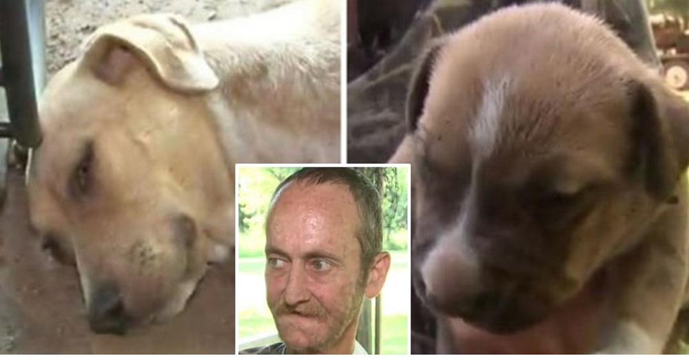 Hombre con pocas horas de vida hace una petición desesperada para sus 7 perros antes de partir Hombre con pocas horas de vida hace una petición desesperada para sus 7 perros antes de partir