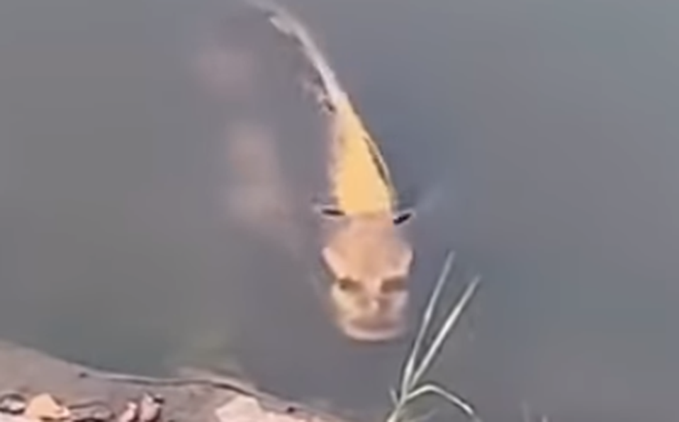 Un extraño pez con rostro humano fue captado en vídeo por un sorprendido turista