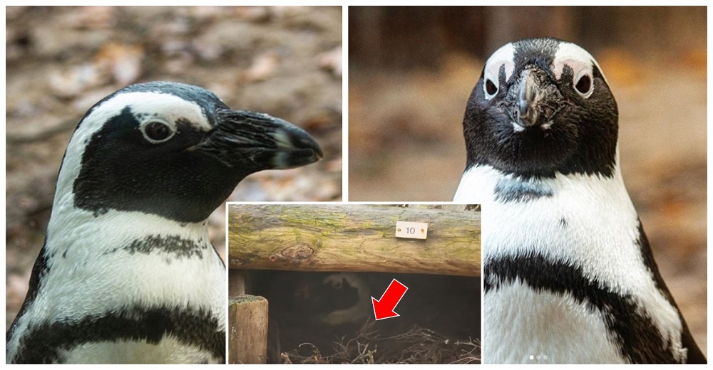 Una pareja de pingüinos homosexuales roba un huevo para cumplir su sueño de ser padres Una pareja de pingüinos homosexuales roba un huevo para cumplir su sueño de ser padres