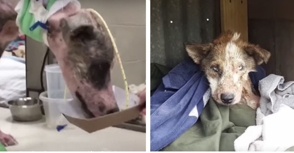 Rescatan a la perrita que permanecía acurrucada en unas escaleras para protegerse del frío Rescatan a la perrita que permanecía acurrucada en unas escaleras para protegerse del frío