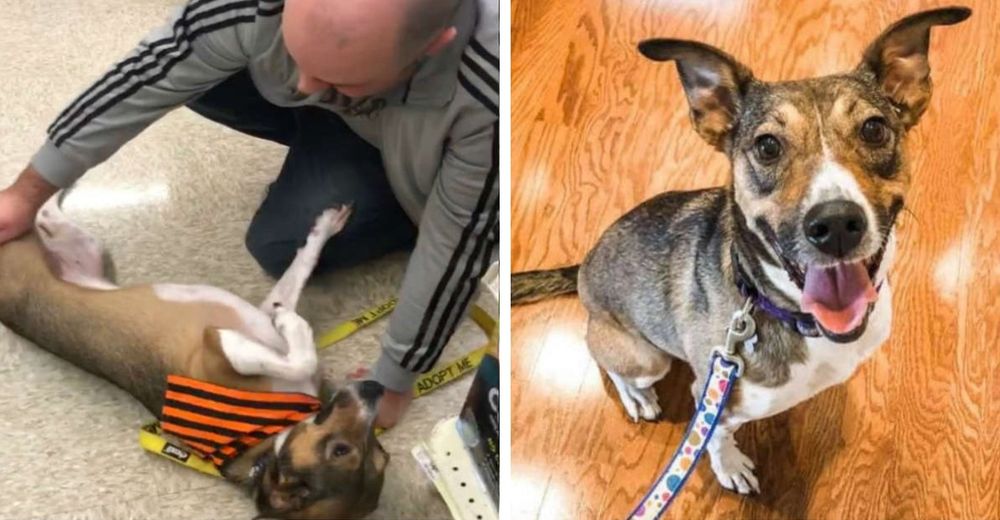 Va a un evento de adopción y una perrita viene corriendo meneando la cola y saltando como loca Va a un evento de adopción y una perrita viene corriendo meneando la cola y saltando como loca