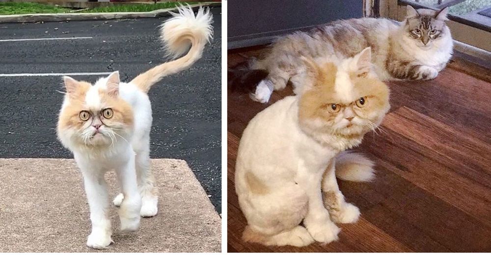 El título de «gato más gruñón del mundo» ahora lo tiene este adorable persa con cara de ciruela El título de «gato más gruñón del mundo» ahora lo tiene este adorable persa con cara de ciruela