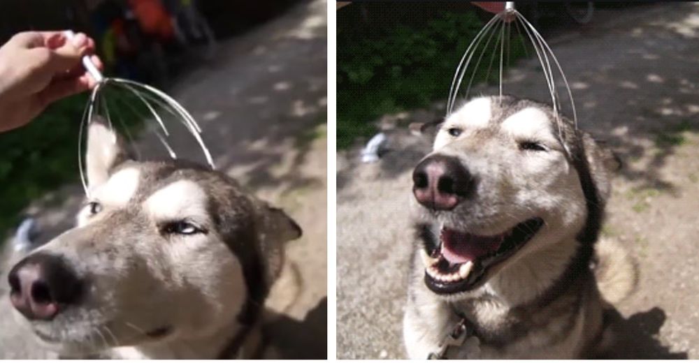 Husky tiene pánico a recibir un masaje en la cabeza pero luego cambia de opinión Husky tiene pánico a recibir un masaje en la cabeza pero luego cambia de opinión