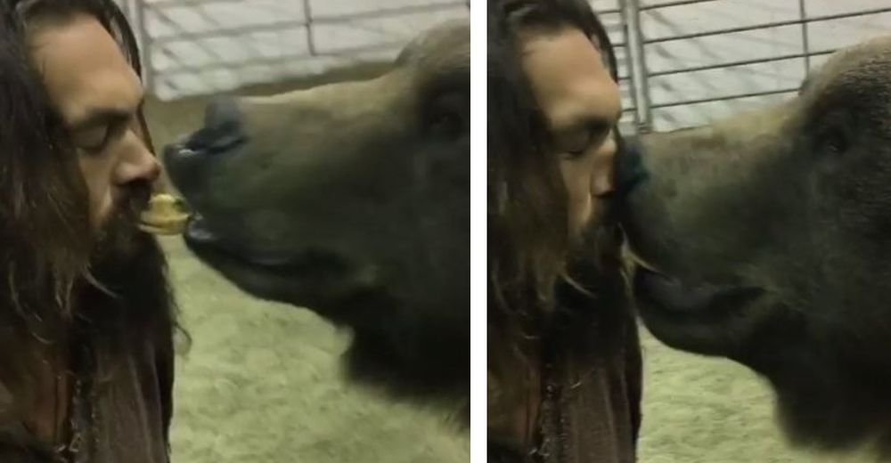 La polémica escena de un actor con un oso de 400 kilos lo convierte en blanco de críticas