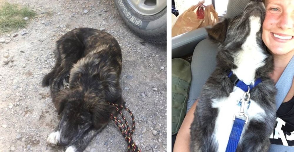 Querían llevar a la perrita que apareció en su auto a un refugio pero terminan adoptándola Querían llevar a la perrita que apareció en su auto a un refugio pero terminan adoptándola